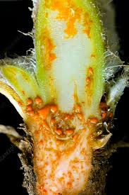 Attēlu rezultāti vaicājumam “Chelidonium majus bud”