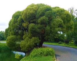 Attēlu rezultāti vaicājumam “Salix x doniana”