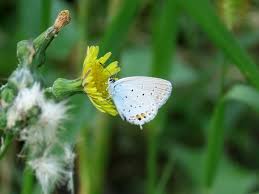 Attēlu rezultāti vaicājumam “Everes argiades female”