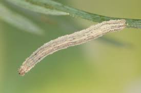 Attēlu rezultāti vaicājumam “Idaea serpentata”