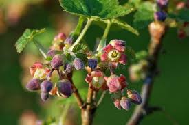 Attēlu rezultāti vaicājumam “Ribes nigrum flower”