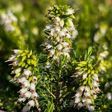 Attēlu rezultāti vaicājumam “Erica x darleyensis flower”