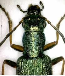 Attēlu rezultāti vaicājumam “Chrysanthia geniculata”