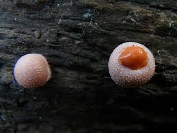 Attēlu rezultāti vaicājumam “Lycogala flavofuscum”