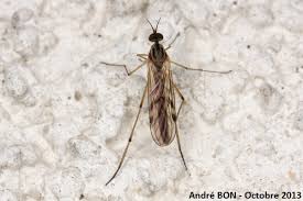 Attēlu rezultāti vaicājumam “Sylvicola sp.”