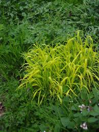 Attēlu rezultāti vaicājumam “Milium effusum flower”