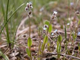 Attēlu rezultāti vaicājumam “Myosotis ramosissima flower”