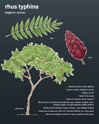 Attēlu rezultāti vaicājumam “Rhus typhina leaf”