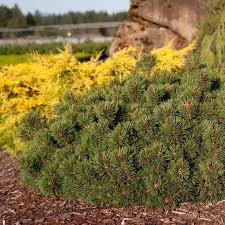 Attēlu rezultāti vaicājumam “Pinus mugo”