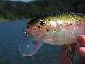 Megabait Charlie Swimbait Review - Suspended swimbait rainbow ...