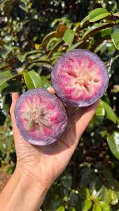 Attēlu rezultāti vaicājumam “Bistorta major fruit”