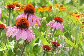 Image result for Sonnenhut