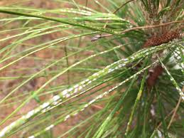 Attēlu rezultāti vaicājumam “Chionaspis salicis imago”