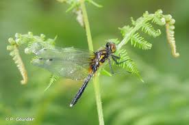 Attēlu rezultāti vaicājumam “Leucorrhinia caudalis”