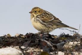 Image result for Calcarius lapponicus