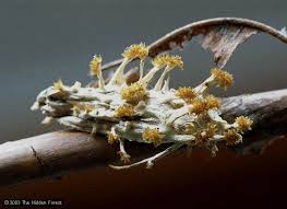 Attēlu rezultāti vaicājumam “Akanthomyces aculeatus”