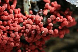 Attēlu rezultāti vaicājumam “Arcyria denudata macro”