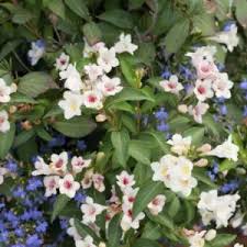 Attēlu rezultāti vaicājumam “Weigela praecox”