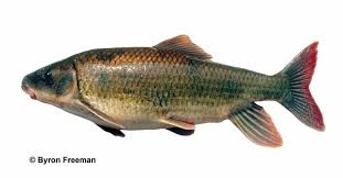 Image result for Minytrema melanops