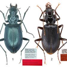 Attēlu rezultāti vaicājumam “Nebria livida”