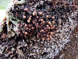 Attēlu rezultāti vaicājumam “Oligonema favogineum spores”