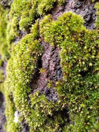 Attēlu rezultāti vaicājumam “Orthotrichum pumilum”