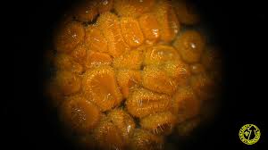 Attēlu rezultāti vaicājumam “Cheilymenia stercorea”