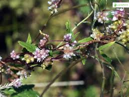 Attēlu rezultāti vaicājumam “Cuscuta europaea flower”