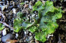 Attēlu rezultāti vaicājumam “Blasia pusilla”