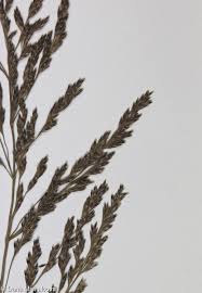 Attēlu rezultāti vaicājumam “Puccinellia distans”