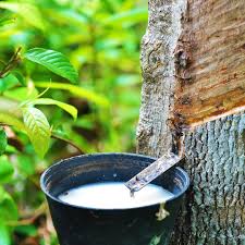 Image result for latex