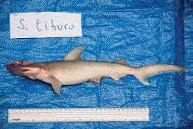 Image result for Sphyrna tiburo