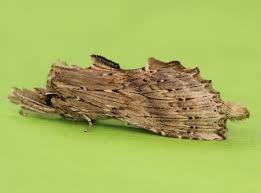 Attēlu rezultāti vaicājumam “Pterostoma palpina”