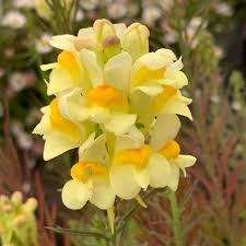 Image result for Linaria vulgaris