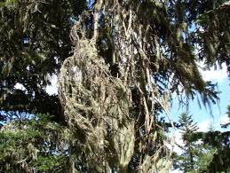 Attēlu rezultāti vaicājumam “Ramalina thrausta”