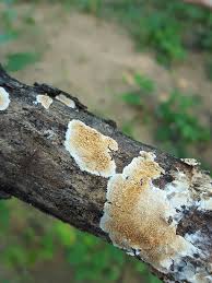 Attēlu rezultāti vaicājumam “Schizopora paradoxa”