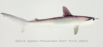 Image result for Sphyrna zygaena