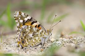 Attēlu rezultāti vaicājumam “Vanessa cardui underside”