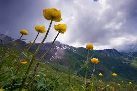 Attēlu rezultāti vaicājumam “Trollius europaeus flower”
