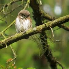 Attēlu rezultāti vaicājumam “Glaucidium passerinum adult”