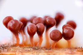 Attēlu rezultāti vaicājumam “Hemitrichia decipiens stalked”