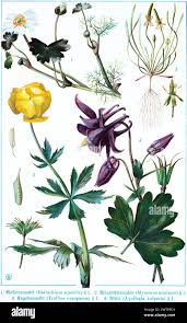 Attēlu rezultāti vaicājumam “Batrachium”