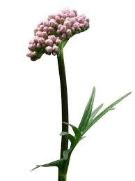 Attēlu rezultāti vaicājumam “Valeriana officinalis bud”