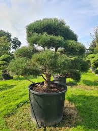 Attēlu rezultāti vaicājumam “Pinus nigra”