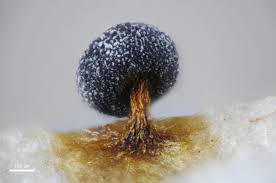 Attēlu rezultāti vaicājumam “Physarum viride stalked”