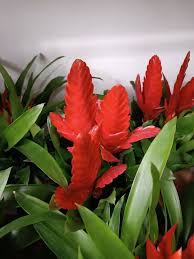 Картинки по запросу гусмания