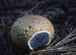 Attēlu rezultāti vaicājumam “Scleroderma citrinum”