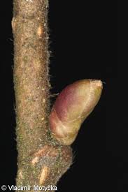 Attēlu rezultāti vaicājumam “Corylus avellana bud”