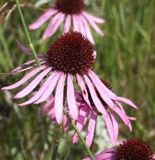 Image result for Echinacea angustifolia