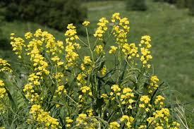 Attēlu rezultāti vaicājumam “Bunias orientalis flower”